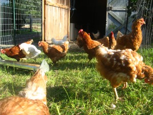 chickens