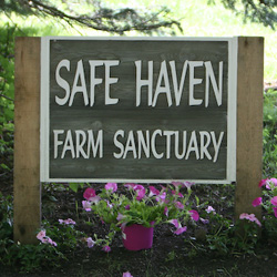 safe-haven-logo-21
