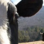 cropped-cow.jpg