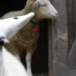 cropped-img_8463.jpg