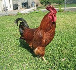 rooster-safe