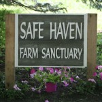 safe-haven-logo-2.jpg