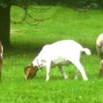 cropped-img_0060.jpg