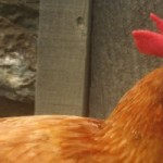 cropped-IMG_0307.jpg