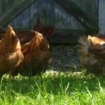 cropped-chickens-088.jpg