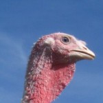 cropped-turkey-lurkey-013.jpg