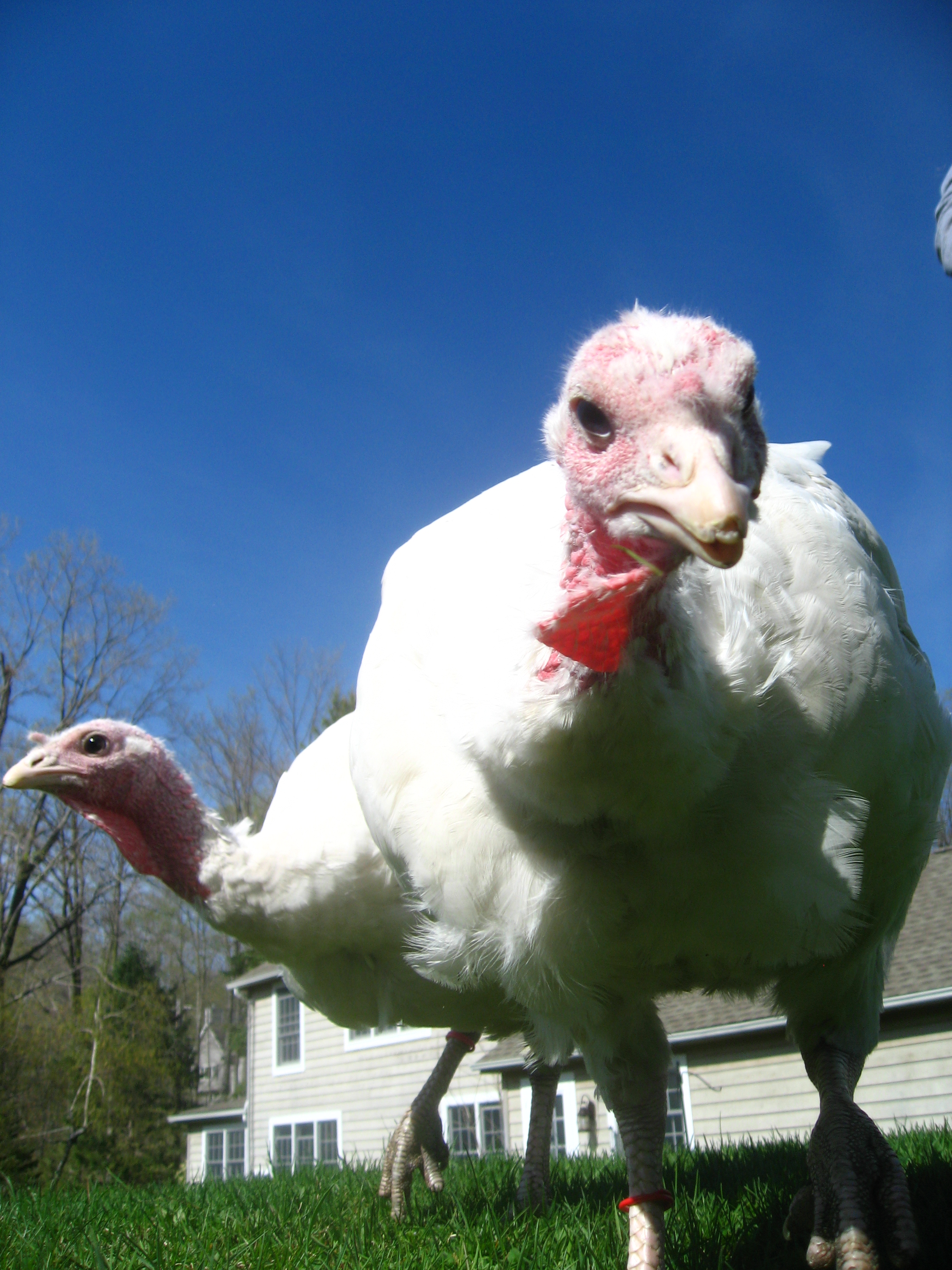 turkey-lurkey-017.jpg