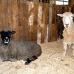 Maggie_and_Claria_Shorn