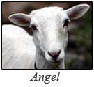 email_angel
