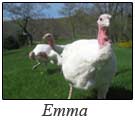 email_emma