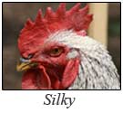 email_silky