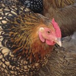 Hens2