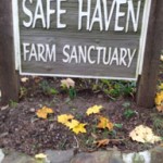 SafeHavenSignFall