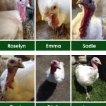 Turkeys