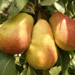 fruitTrees