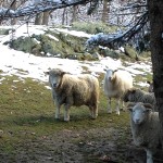 Sheep and Snow