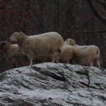 SheepInSnow