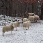 Sheepinwinter