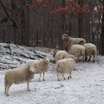 Sheepinwinter2
