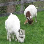 GoatsInField