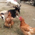 SpringBarnyard