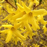 forsythiaMed4