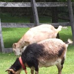 goats