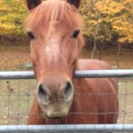 ChanceInTheFall