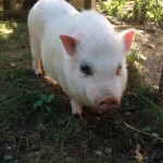 Otis the pig