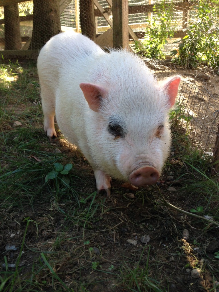 Otis the pig