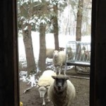 sheepInBarn195x300