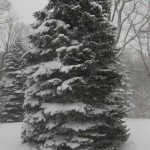 snowInWinter500