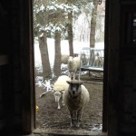 sheepInBarnWeb
