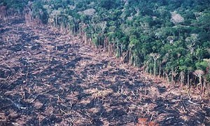 Amazon Rainforest Destruction