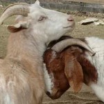 goats1