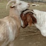 goats3