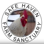 SafeHavenVideoLogo2