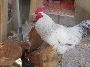 Roosters can be very protective of their hens. (Photo: Ellen Crain/ Courtesy photo)