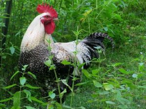 Roosters are often abandoned by their owners, especially when they find out that some towns, responding to complaints about roosters' noise, ban them. (Photo: Ellen Crain/ Courtesy photo)