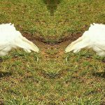 turkeys2