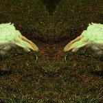 turkeys3