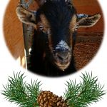 holidaycesar