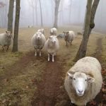 SheepInFog2