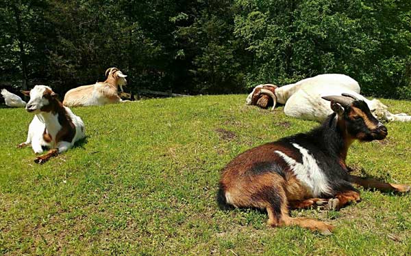 Goats in pasture