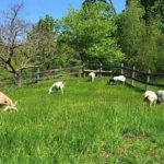 GoatsInPasture