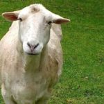 MissyTheSheep