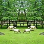 animalsInPastureWeb12