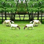 animalsInPastureWeb13
