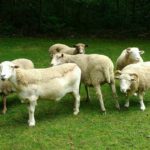 Sheep500
