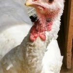 TurkeyCelebrationImage